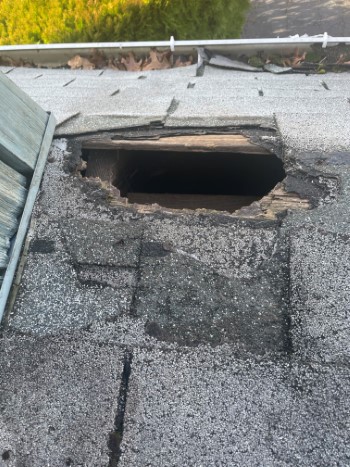 raccoon removal | Nassau County | Raccoon | Remove | Home | Attic | Humane | House | Animal | Long Island | New York | NY